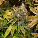 Blue Gelato 41 Blue Gelato 41