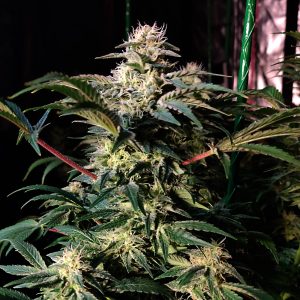 Melon Gum