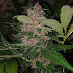 Mendocino Purple Kush