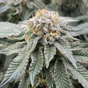 Mimosa x orange punch