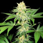 Orange Bud a Granel Weed Strain
