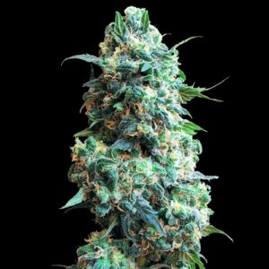 Afghan Kush Early Harvest - Feminized Seeds