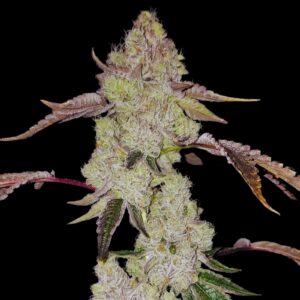 Banana Kush Weed Strain - Feminized Cannabis Seeds