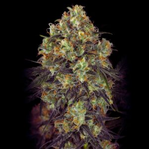 Black Domina Strain - Feminized Seeds