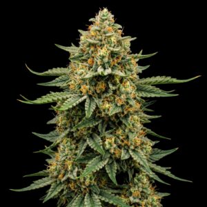 Bruce Banner - Semillas Feminizadas - Bulk Genetics