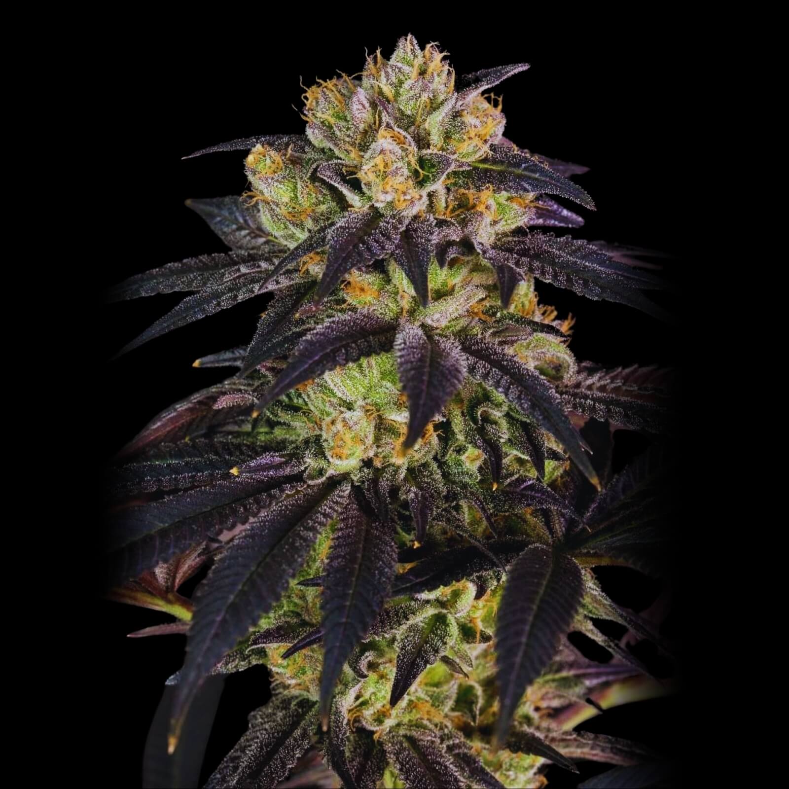 Bubba Kush Strain - Feminized Seeds
