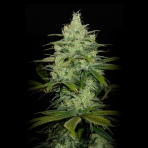 Cheese Weed Strain - Feminized Seeds