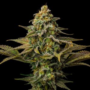 Cinderella 99 - Semillas Feminizadas - Bulk Genetics