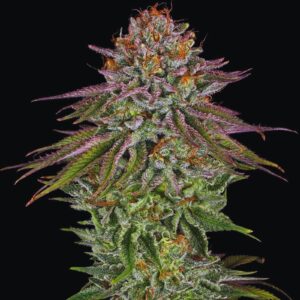 Critical Kush Strain - Feminized Cannabis Seeds