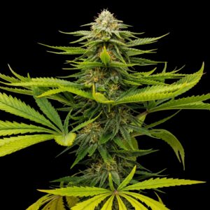 durban poison feminized seeds - bulk genetics