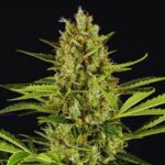 jack-herer-strain-bulk-feminized-cannabis-seeds Jack Herer Strain - Bulk feminized cannabis seeds