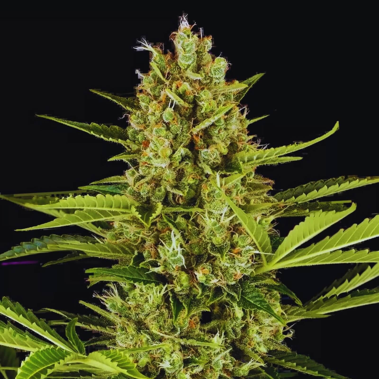 Jack Herer Strain - Bulk feminized cannabis seeds