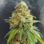 Kosher kush Kosher kush