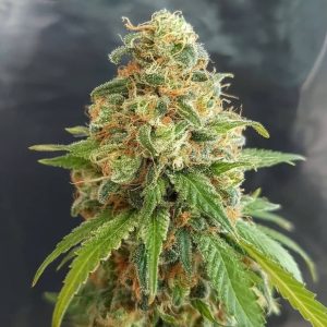 Kosher kush