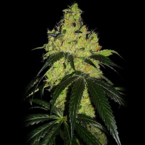 OG Kush Weed Strain - Bulk Cannabis Seeds