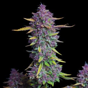 Purple Haze Strain - Feminized Cannabis Bulk Genetics Seeds