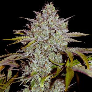 san-fernando-valley-og-feminizada-granel