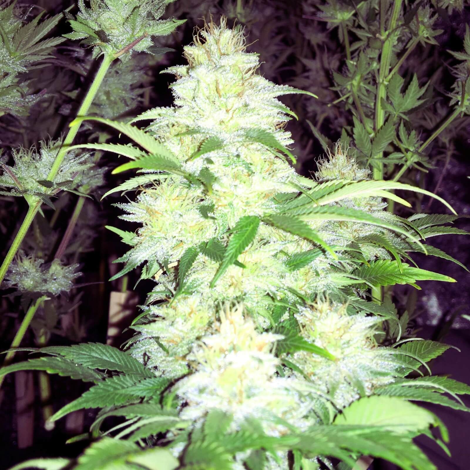 sensi-star-feminizada-granel