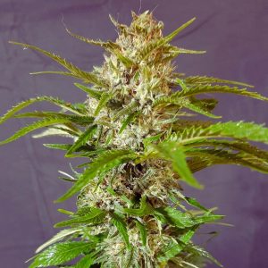 skunk-1-fast-version-feminizada-granel