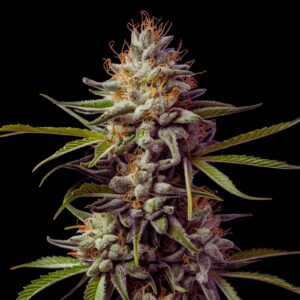 Super Silver Haze Strain - Feminized Cannabis Seeds