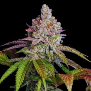 Zkittlez Strain - Feminized Cannabis Seeds