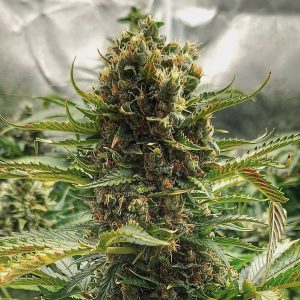 Mandarine caramel fast version