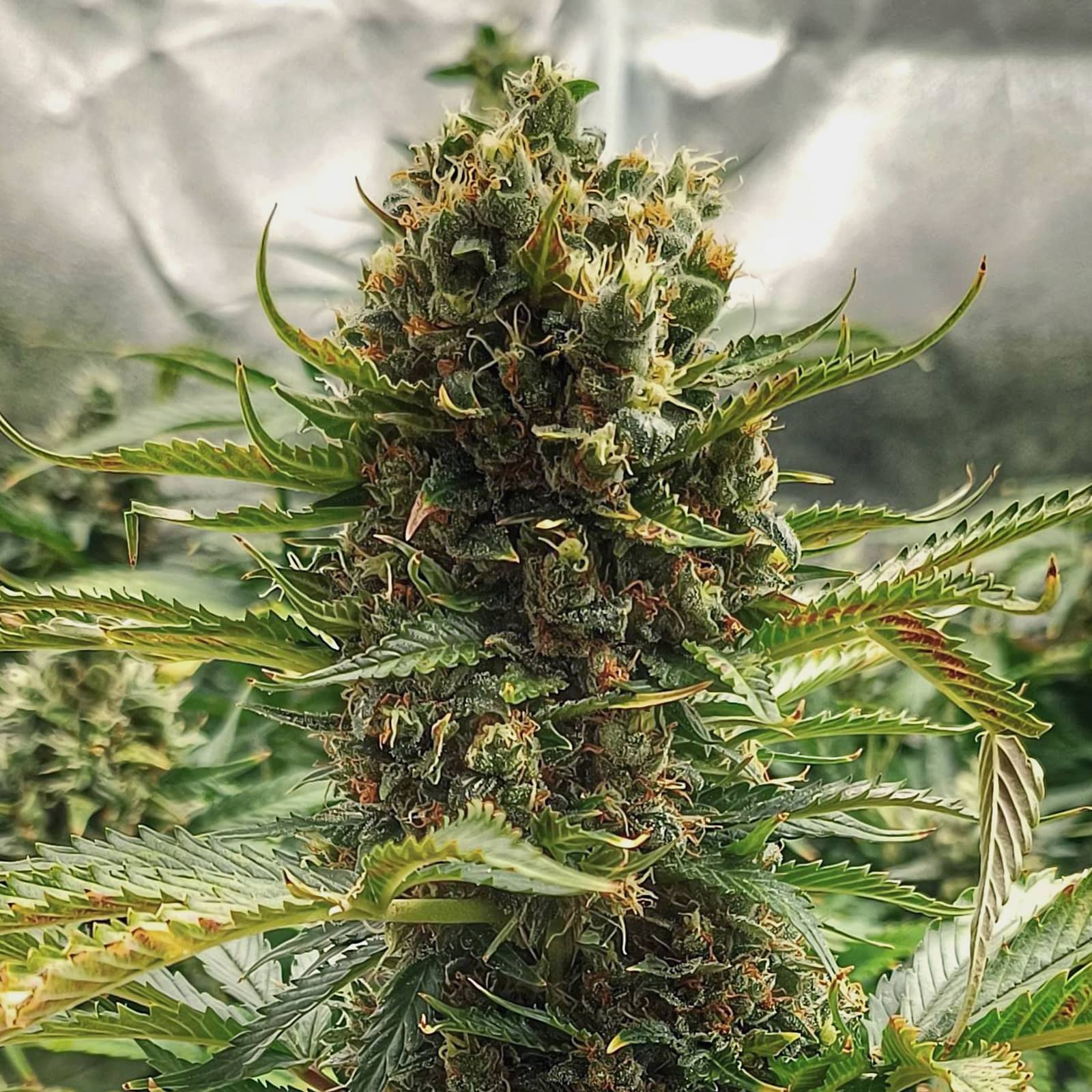 Mandarine caramel fast version