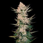 Red California Orange Fast Version Weed Strain