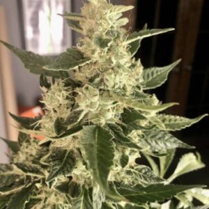 Rusian Snow Auto - Bulk Seeds