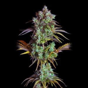 Big Bud Auto - Bulk Genetics Seeds