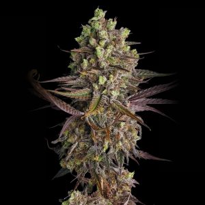 Blue Dream Auto - Autoflowering Cannabis Seeds