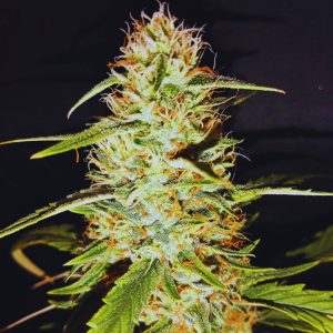 Bruce Banner Auto