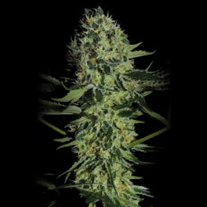 Critical 2.0 Auto Strain - Autoflowering Cannabis Seeds