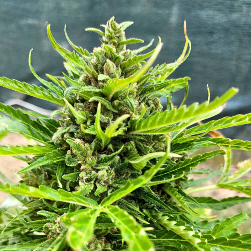 Critical 2.0 Auto