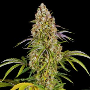 Critical Kush Auto - Autoflowering Seeds
