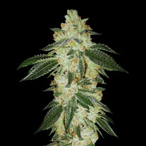 Green Crack Auto - Autoflowering Cannabis Seeds- Bulk Genetics