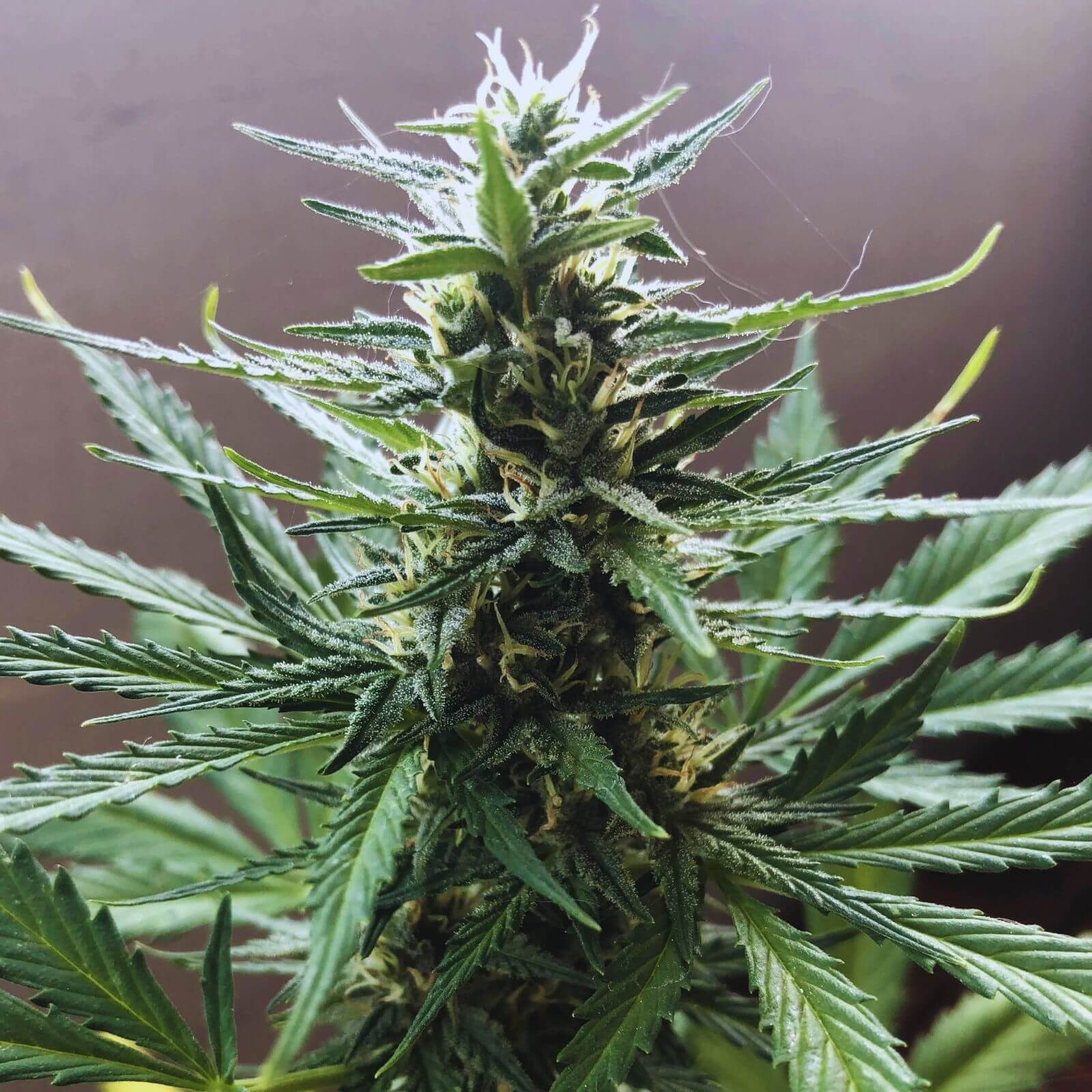 Hindu Kush Auto