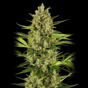 Jack Herer Auto - Autoflowering Cannabis Seeds
