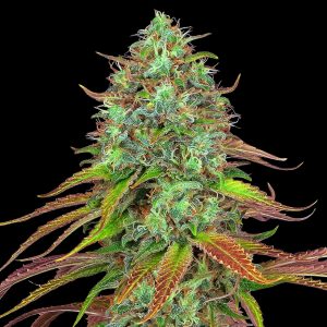 LSD Auto - Autoflowering Bulk Seeds