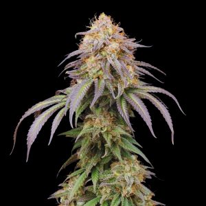 Mandarine Auto - Autoflowering Cannabis Seeds
