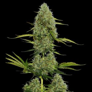 Moby Dick Auto - Autoflower Cannabis Seeds