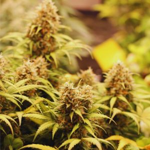 OG Kush CBD Auto