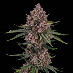 Pure CBD Auto