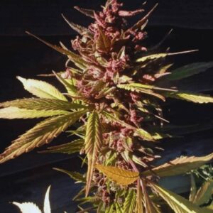 Red Caramel Auto