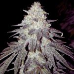 strawberry-banana-feminizada-granel