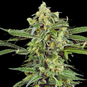 White Caramel Strain - Feminized Cannabis Seeds
