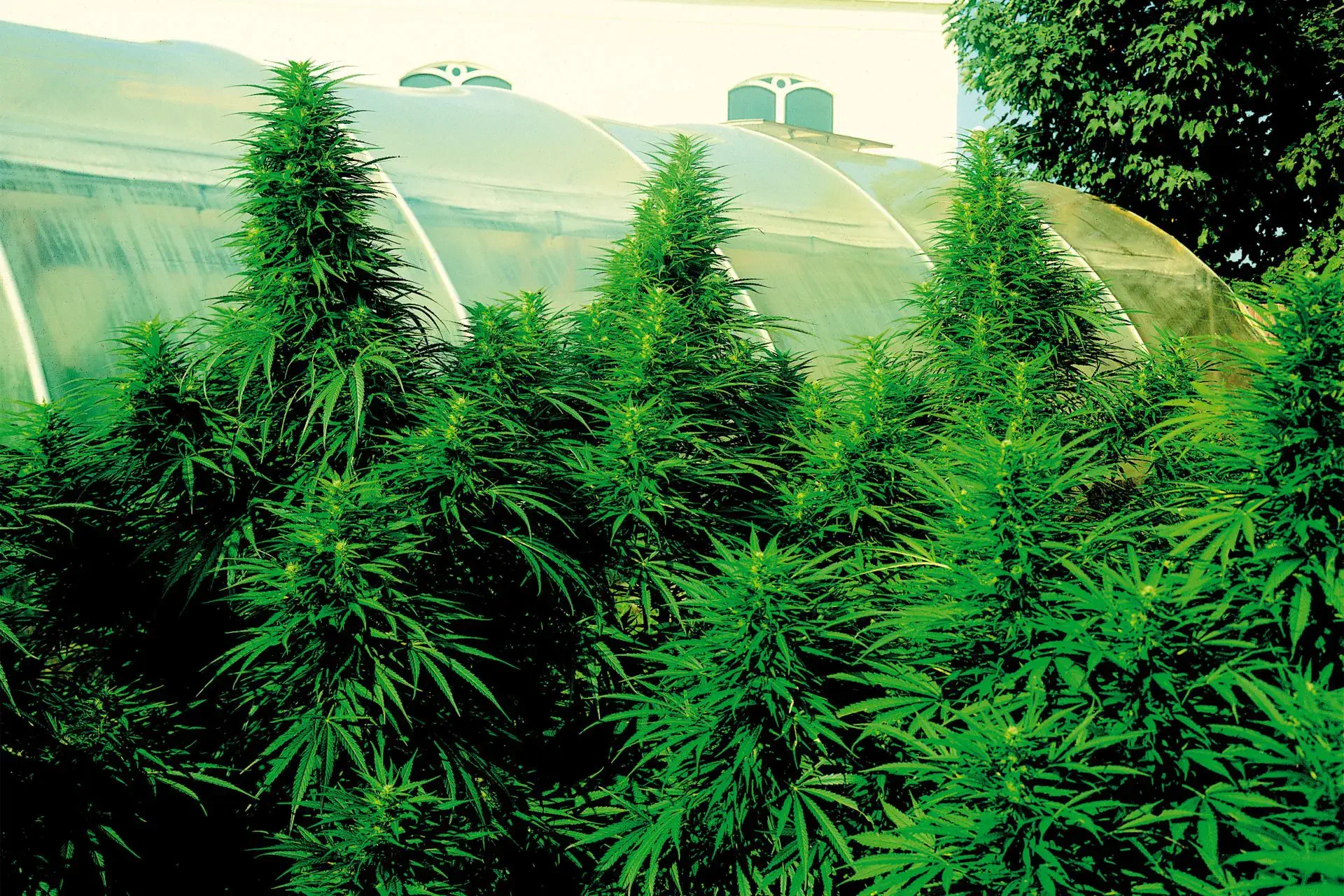 marihuana autofloreciente