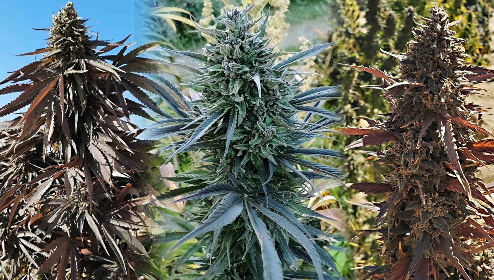 marihuana autofloreciente