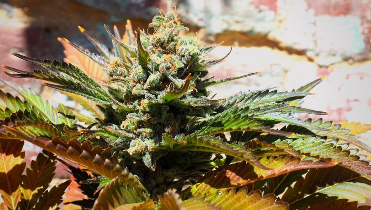 Cannabis Indica origen y características