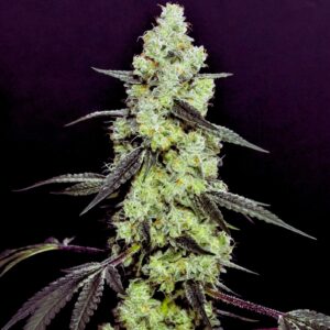 lemon-tree-cannabis-bulk